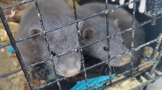 Норки из Ярославля нашли новый дом в Новосибирском зоопарке